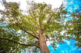 Best Commercial Tree Services  in Buena, NJ