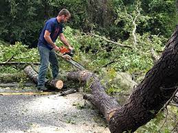 Best Tree Trimming and Pruning  in Buena, NJ