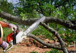 Best Seasonal Cleanup (Spring/Fall)  in Buena, NJ