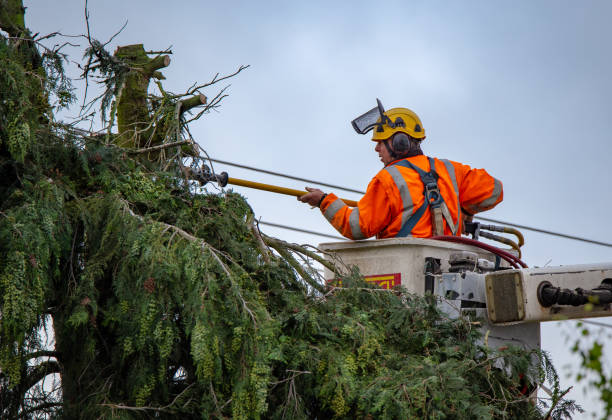 Best Tree Maintenance Programs  in Buena, NJ