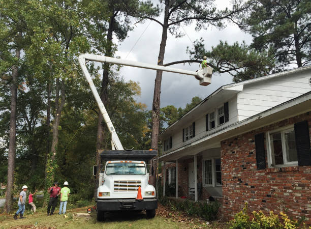 Best Emergency Tree Removal  in Buena, NJ