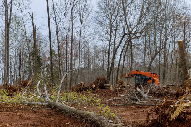  Buena, NJ Tree Services Pros