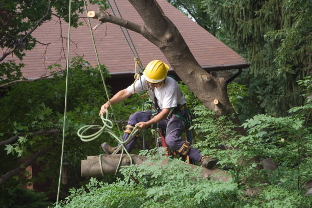 Best Tree Risk Assessment  in Buena, NJ