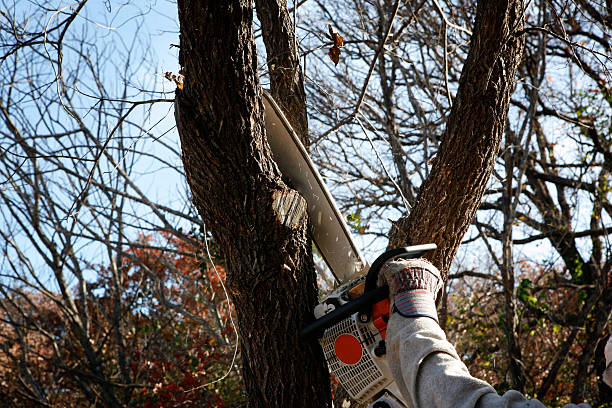 Best Fruit Tree Pruning  in Buena, NJ