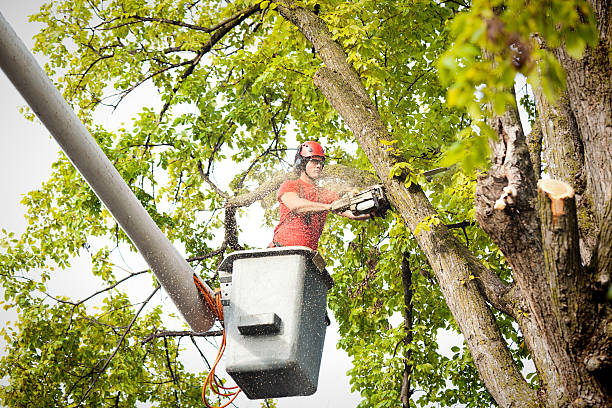 Best Hedge Trimming  in Buena, NJ