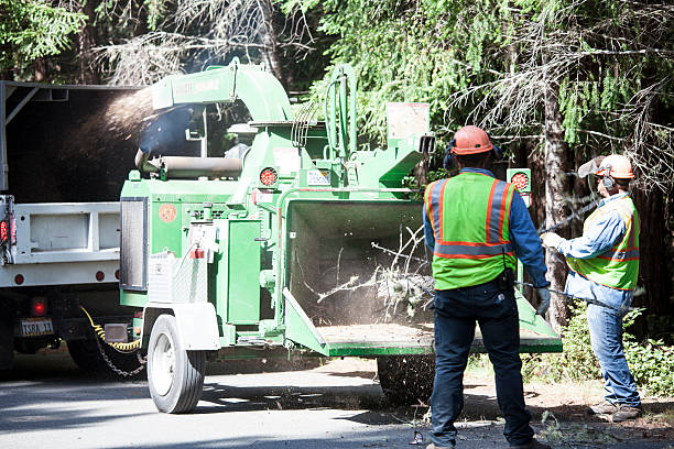 Best Weed Control  in Buena, NJ