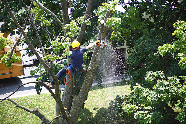 Best Sod Installation  in Buena, NJ