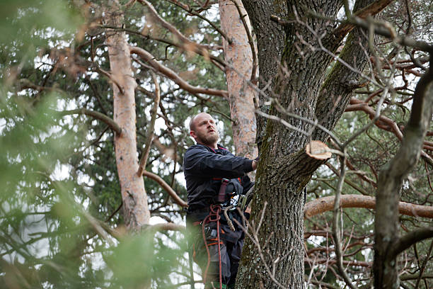 How Our Tree Care Process Works  in  Buena, NJ