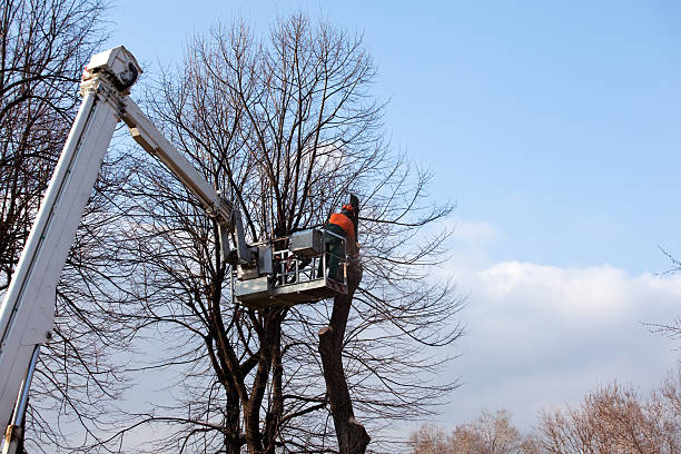 Seasonal Cleanup (Spring/Fall) in Buena, NJ