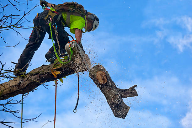 Best Arborist Consultation Services  in Buena, NJ